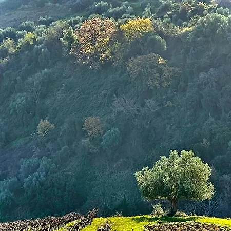 Gerofotis Traditional Est 1892 - Close To Aigio, Akoli, Selianitika Hotel Lakka (Peloponnese)